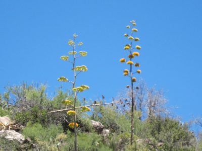 The agave blooms we saw were very brightly colored =...